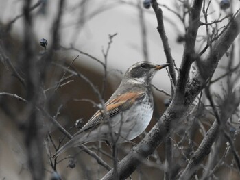 Dusky Thrush 岐阜公園 Sat, 1/1/2022