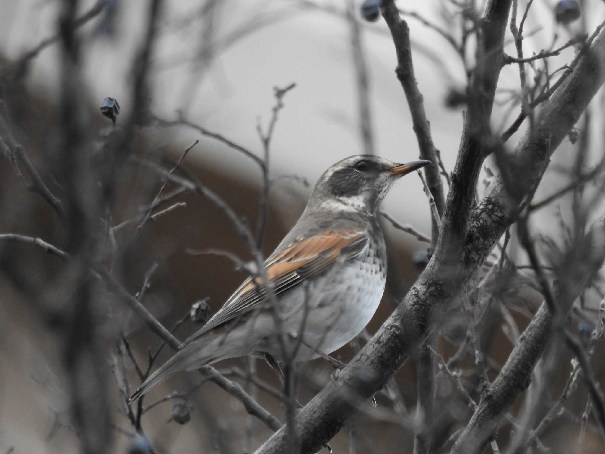 Dusky Thrush