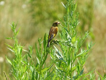 Grey-capped Greenfinch 永山新川 Sun, 7/9/2017