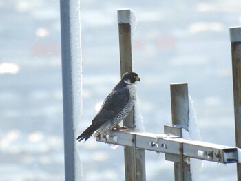 Peregrine Falcon 岐阜公園 Sat, 1/1/2022