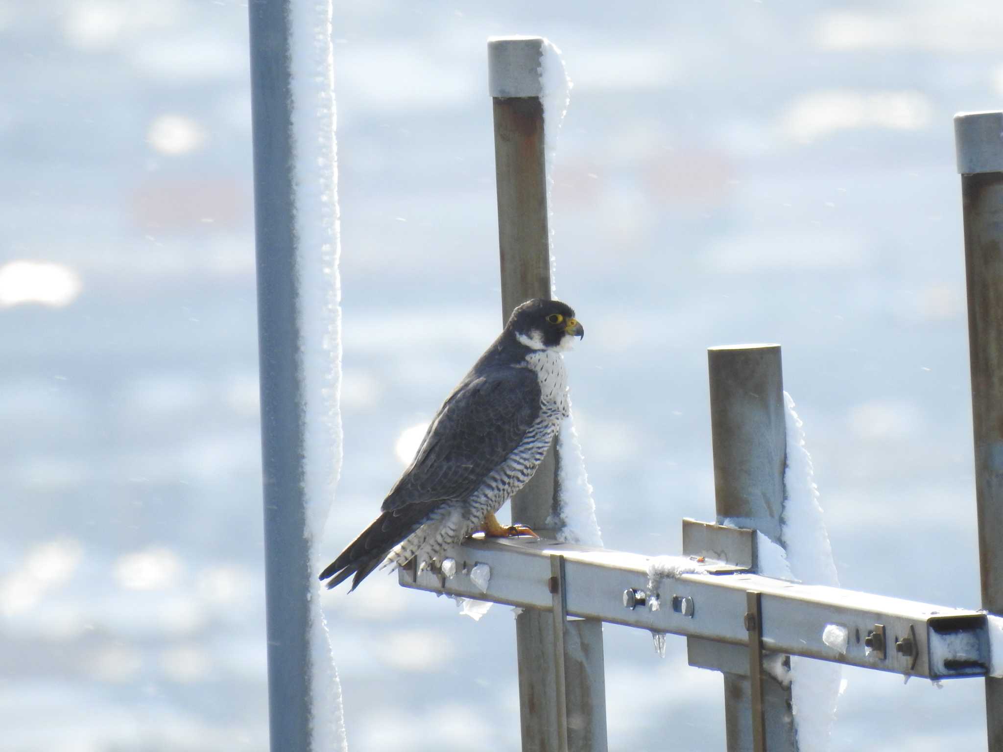 Peregrine Falcon