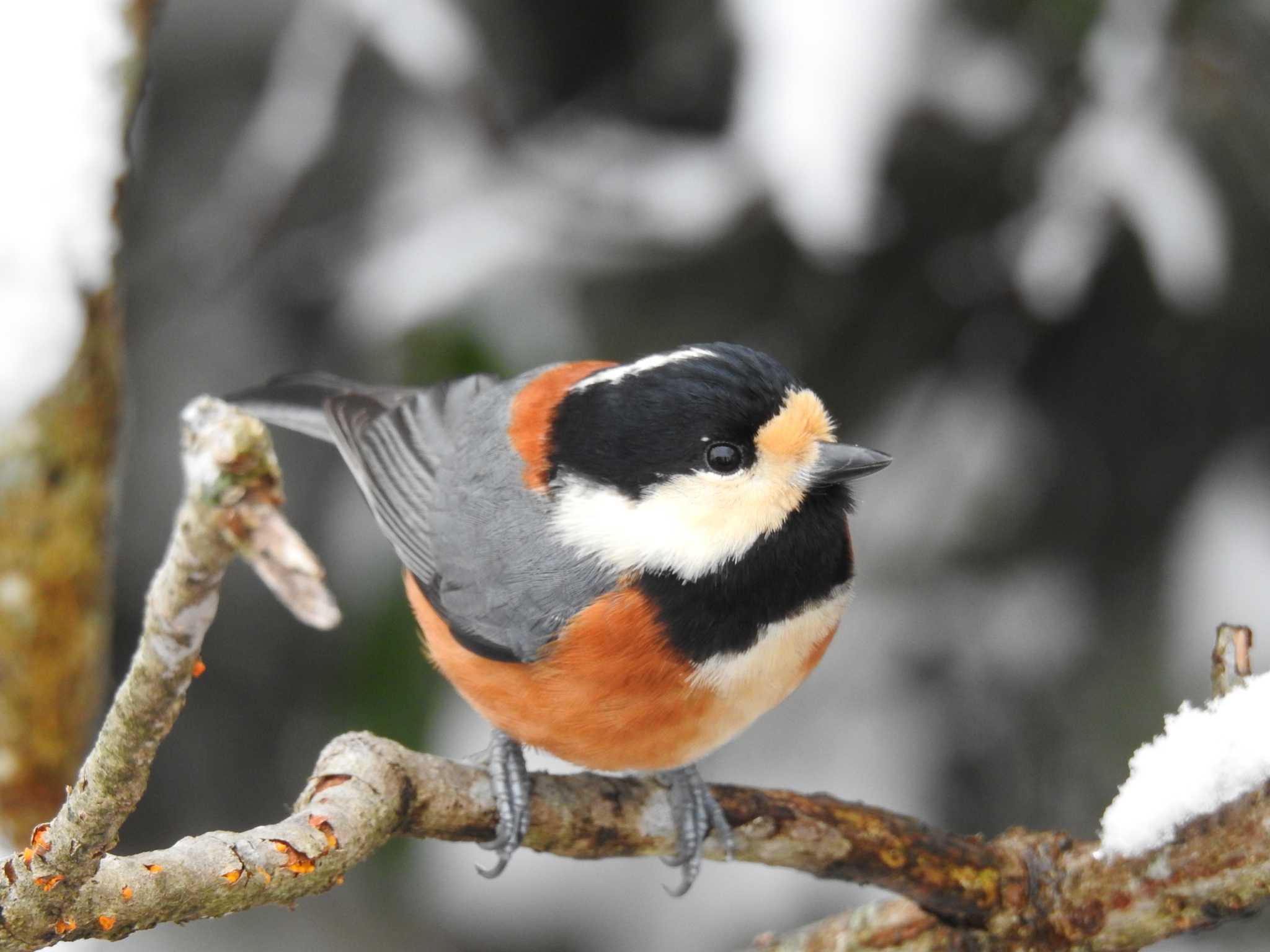 Varied Tit