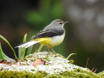 Grey Wagtail 岐阜公園 Sat, 1/1/2022