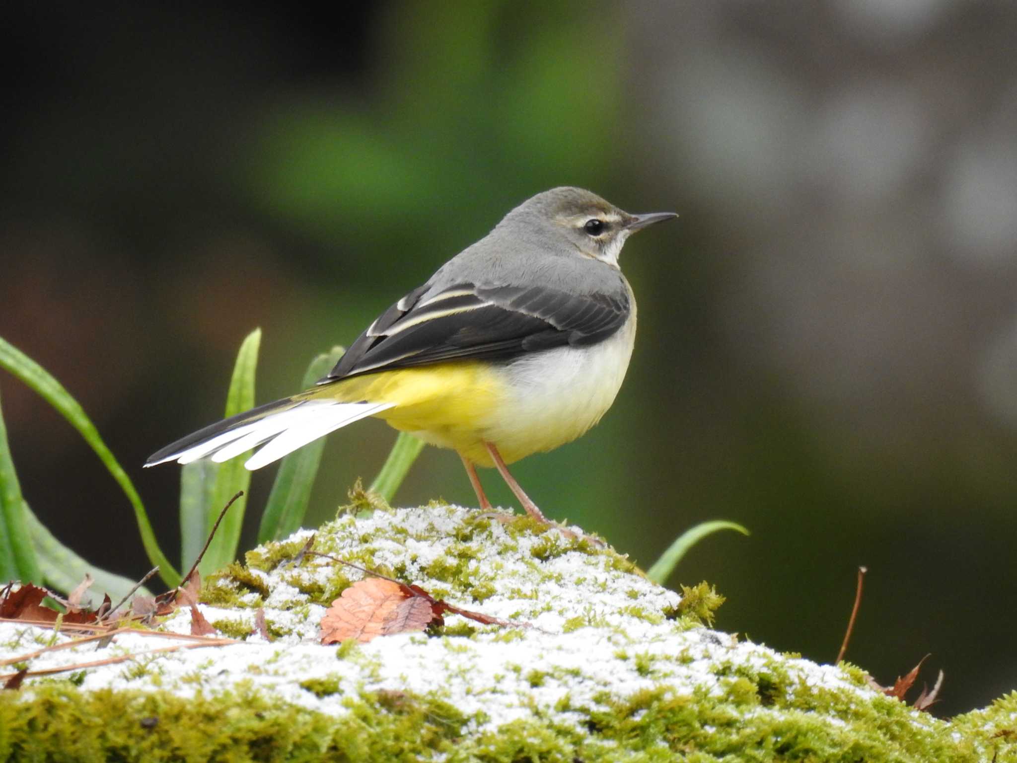 Grey Wagtail