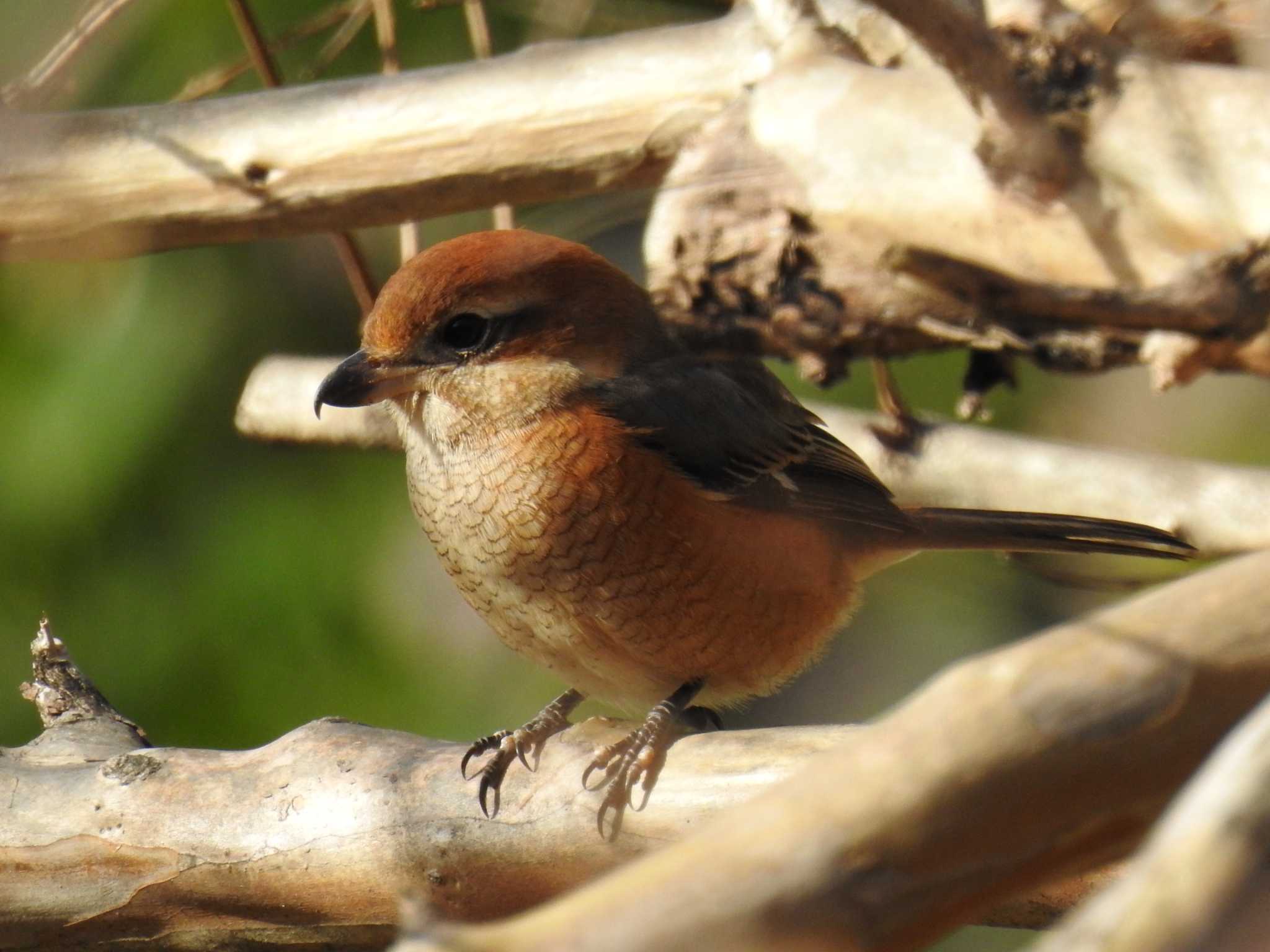 Bull-headed Shrike