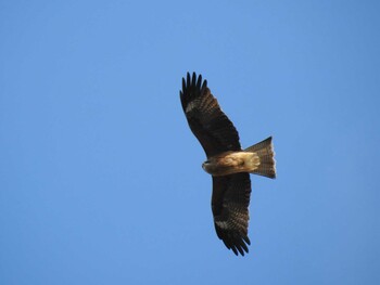 Black Kite 岐阜公園 Sat, 1/1/2022