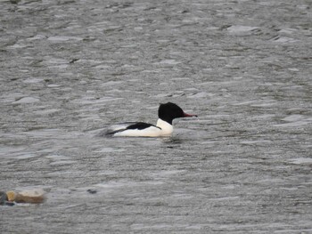 Common Merganser 岐阜公園 Sat, 1/1/2022