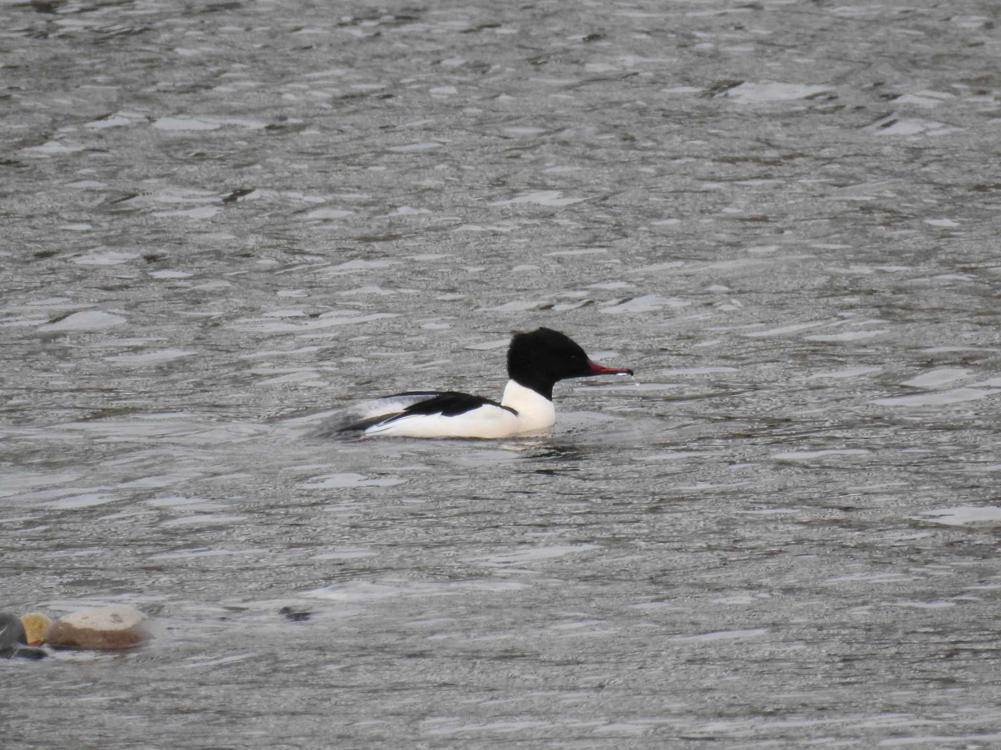 Common Merganser