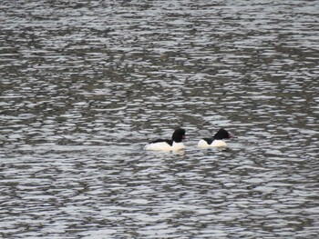 Common Merganser 岐阜公園 Sat, 1/1/2022