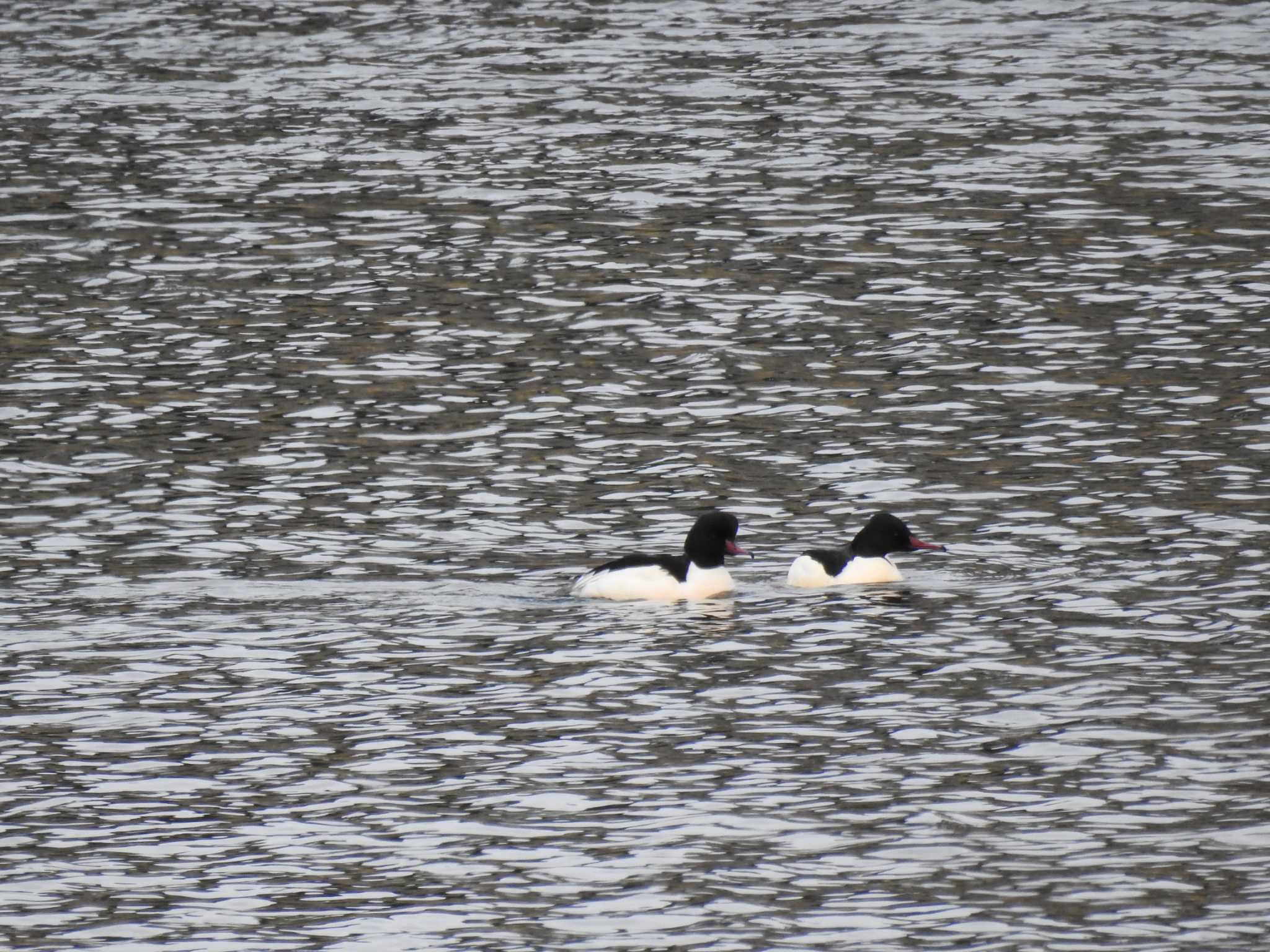 Common Merganser