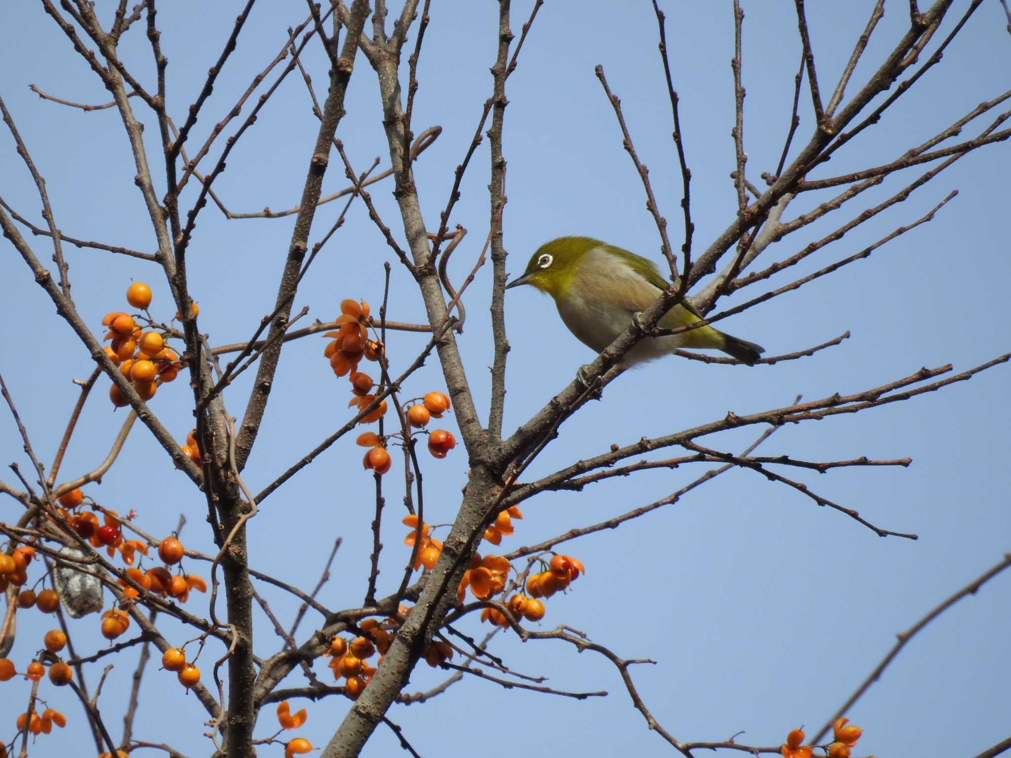 Warbling White-eye