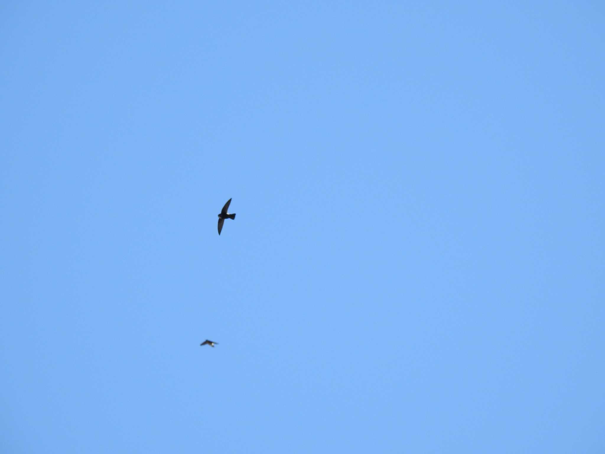 Asian House Martin