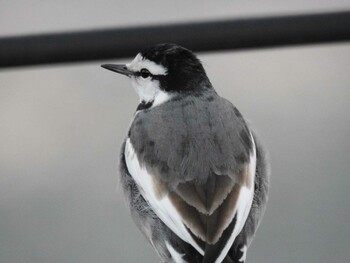 2022年1月2日(日) 富士川の野鳥観察記録