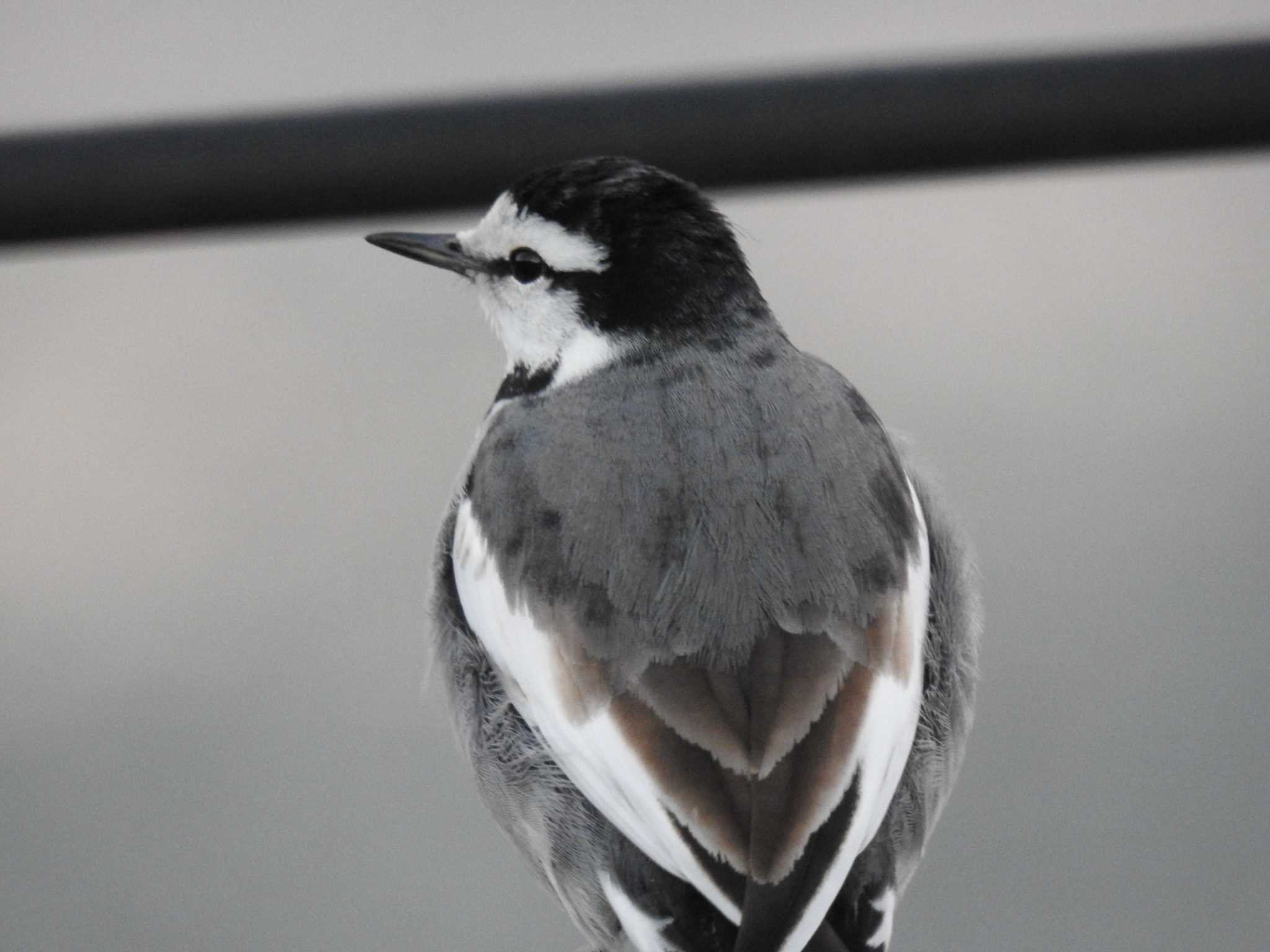 White Wagtail