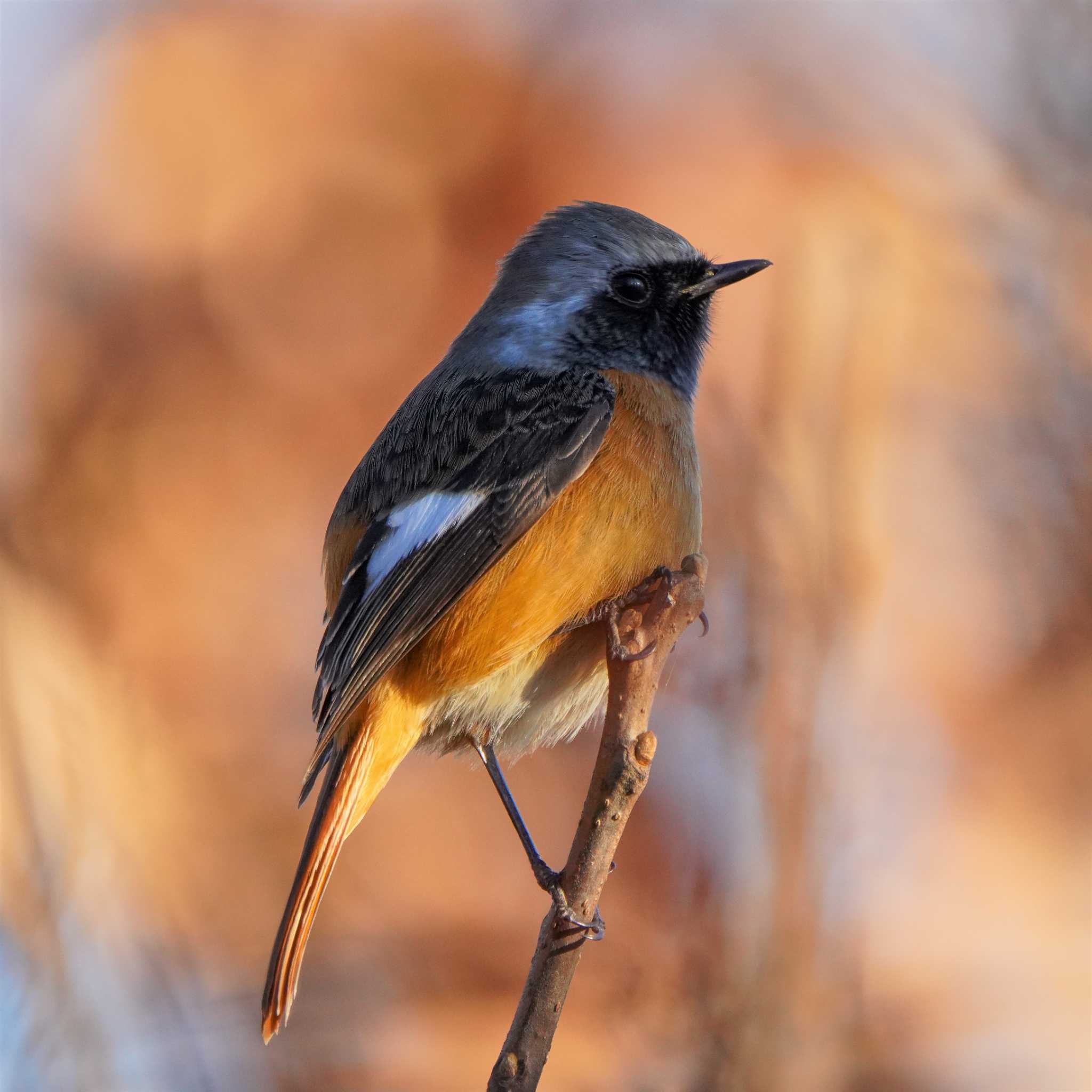 大麻生野鳥の森公園 ジョウビタキの写真 by merumumu