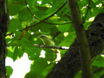 Eastern Crowned Warbler 緑東大橋左岸 Sun, 7/9/2017