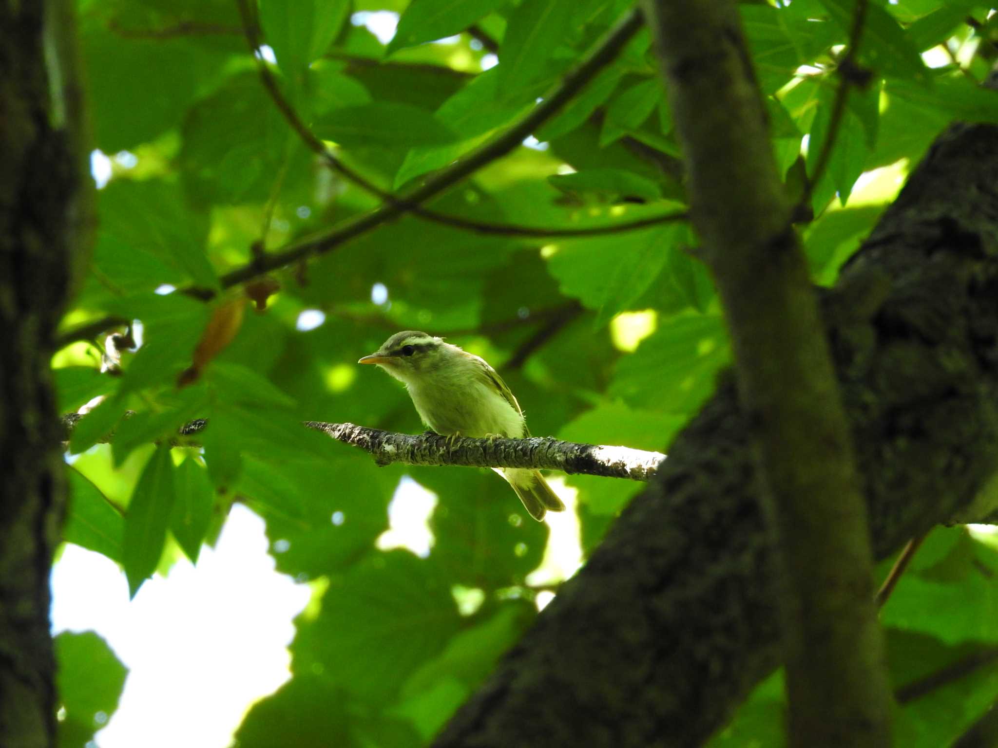 Eastern Crowned Warbler