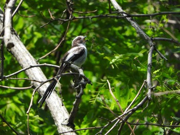 2017年7月9日(日) 男山自然公園の野鳥観察記録