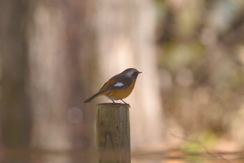 Daurian Redstart Machida Yakushiike Park Fri, 1/7/2022