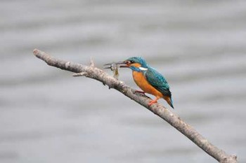 Common Kingfisher 夫婦池公園 Sat, 7/8/2017