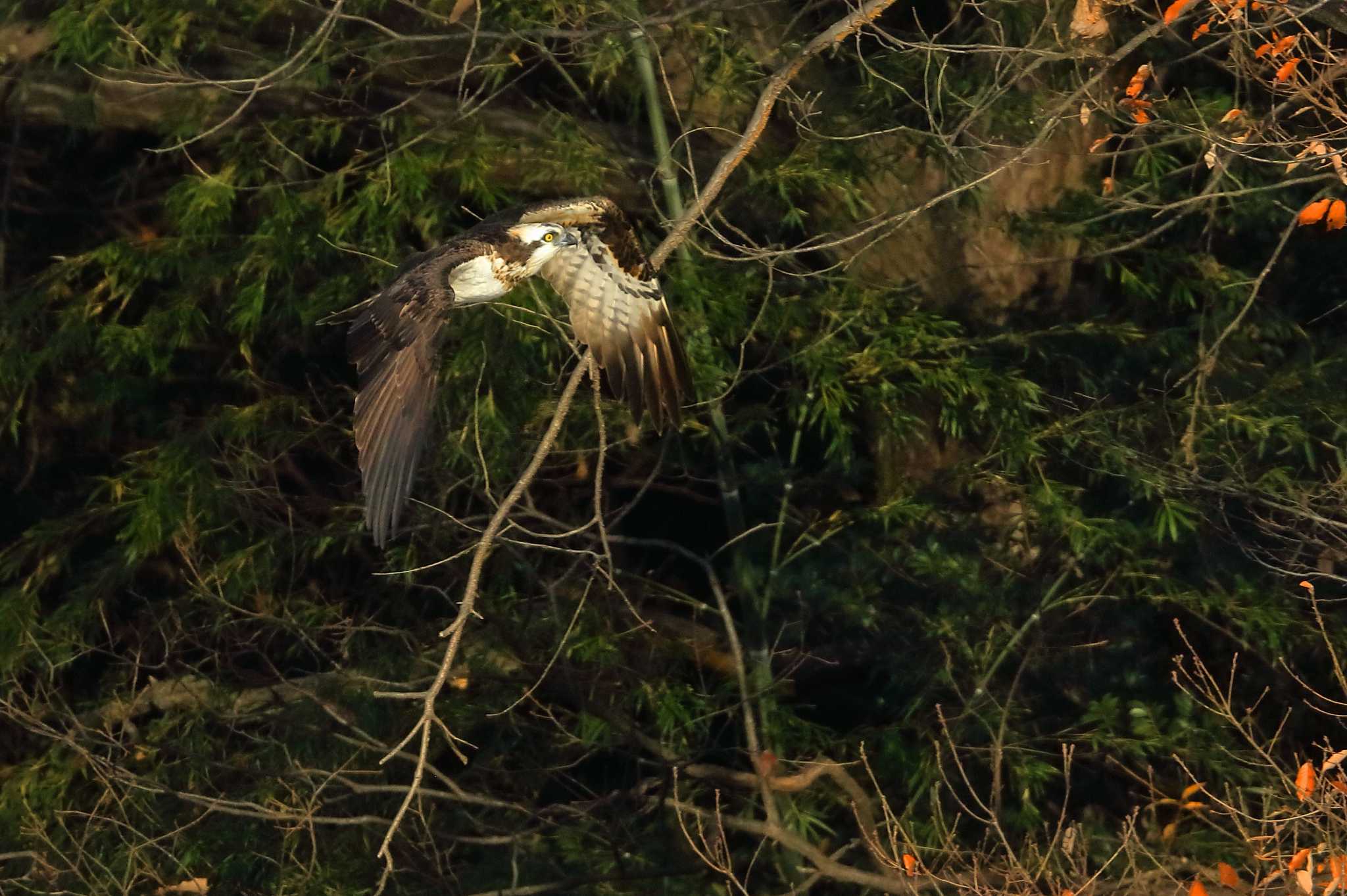 Photo of Osprey at 愛知県 by ma-★kun