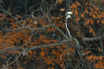 Osprey 愛知県 Sun, 12/19/2021