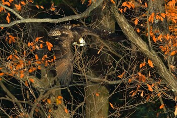 Osprey 愛知県 Sun, 12/19/2021