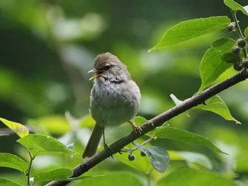 ウグイス 夫婦池公園 2017年7月8日(土)