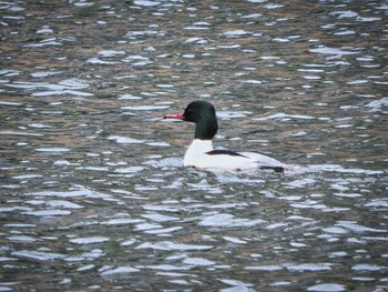 Fri, 1/7/2022 Birding report at 京都府