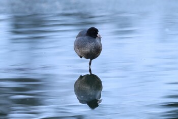 オオバン 薬師池公園 2022年1月7日(金)