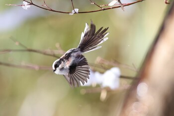 2022年1月7日(金) 薬師池公園の野鳥観察記録