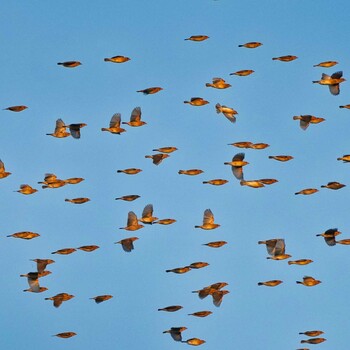 2021年12月27日(月) Pang Hung, Wiang Nong Lomの野鳥観察記録