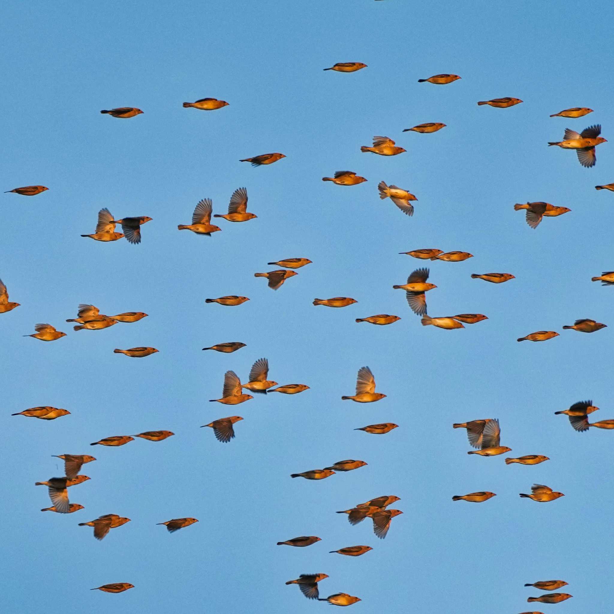 non-breeding Common Rosefinch by span265