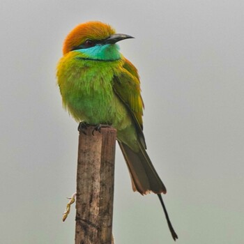 Asian Green Bee-eater Pang Hung, Wiang Nong Lom Mon, 12/27/2021