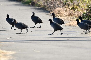 2022年1月4日(火) 涸沼の野鳥観察記録