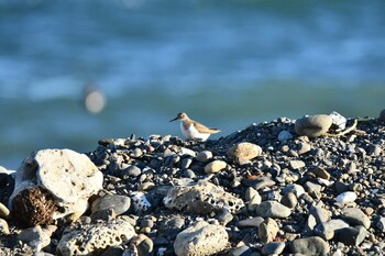 2022年1月4日(火) 平磯海岸の野鳥観察記録