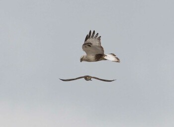 Rough-legged Buzzard Unknown Spots Thu, 12/28/2017