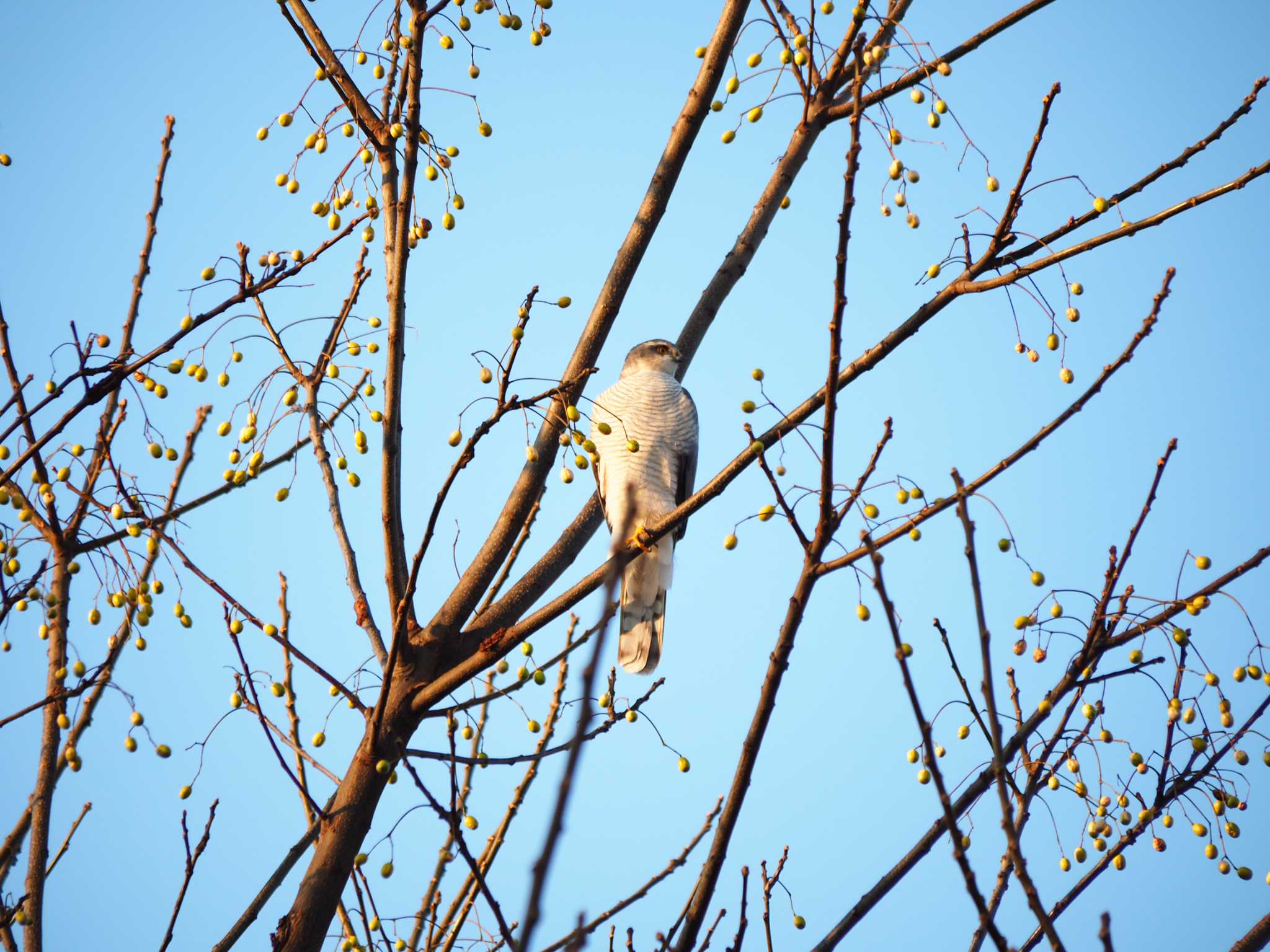 淀川河川公園 ハイタカの写真 by Takuaki Ueda