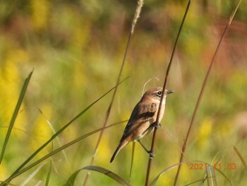 Amur Stonechat 狭山湖堤防 Wed, 11/3/2021