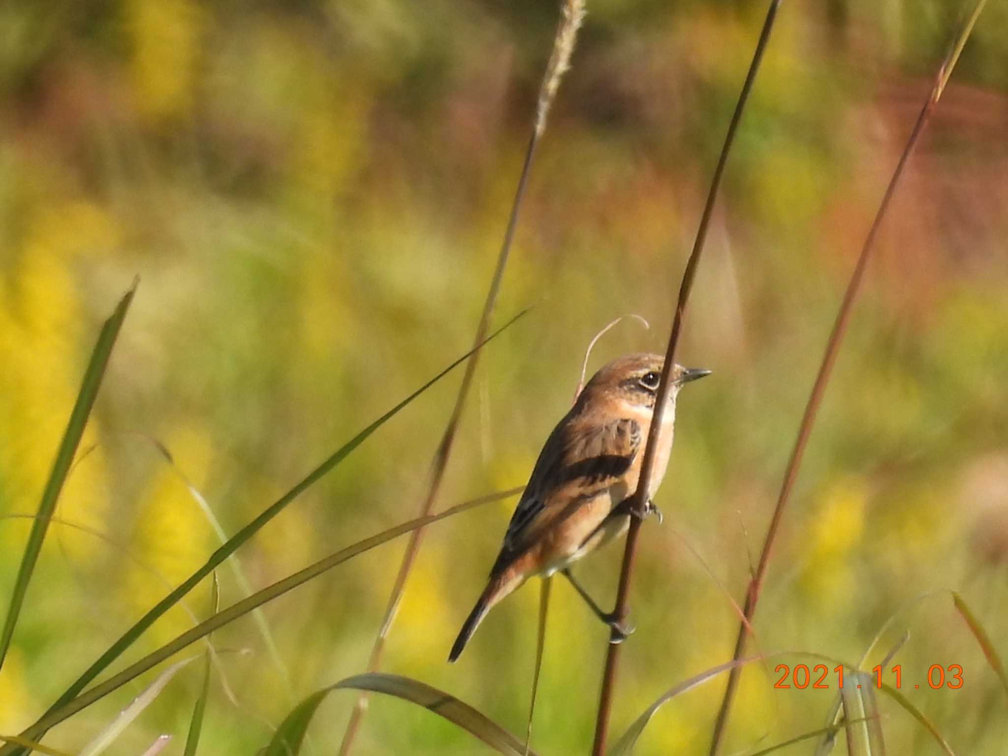 Photo of Amur Stonechat at 狭山湖堤防 by amigo-hiro