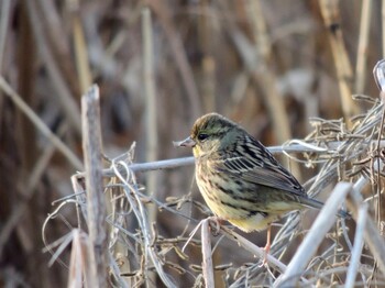 2022年1月7日(金) 野川公園の野鳥観察記録