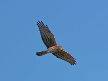 2022年1月2日(日) 長崎県諫早市の野鳥観察記録