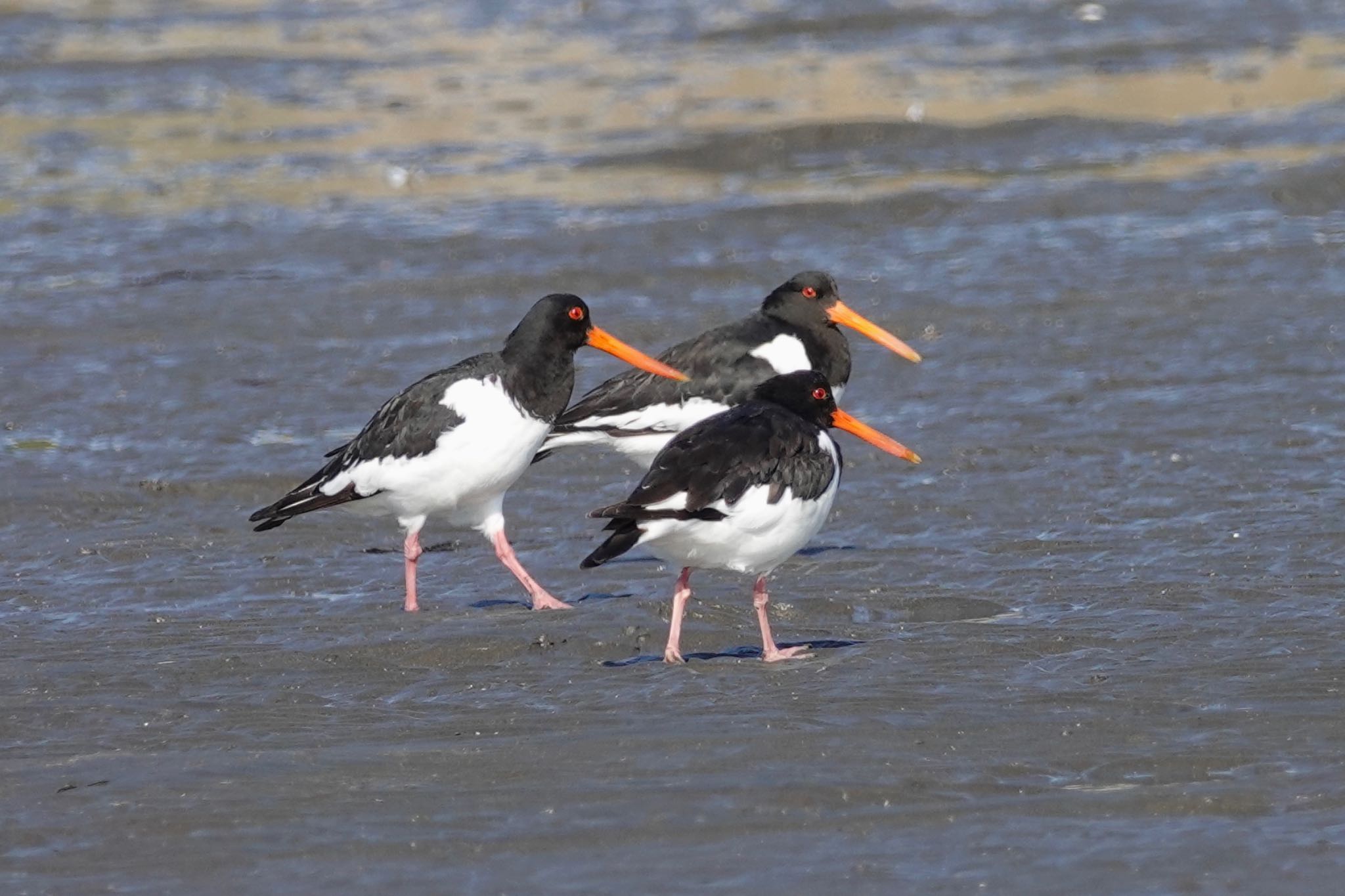 ふなばし三番瀬海浜公園 ミヤコドリの写真