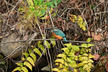 カワセミ 青葉山公園 2021年11月28日(日)