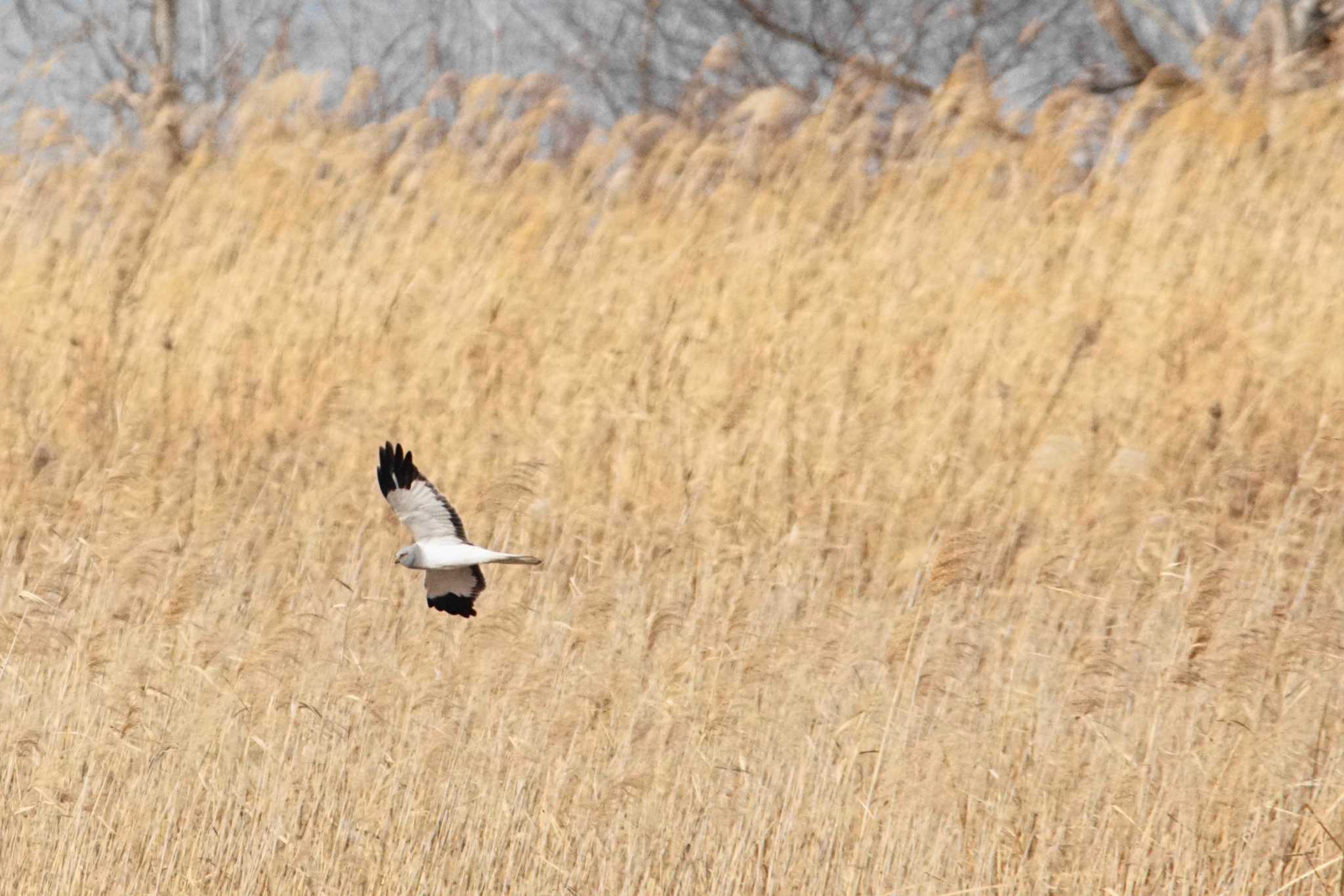 Hen Harrier