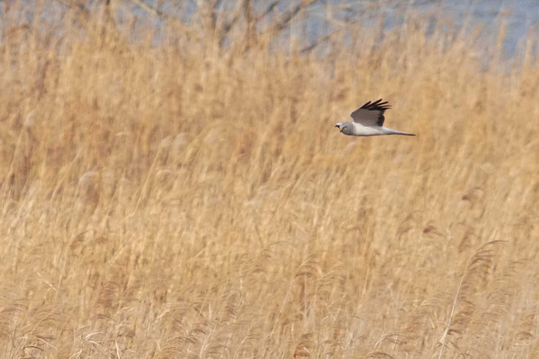 Photo of Hen Harrier at 千葉県利根川 by bea