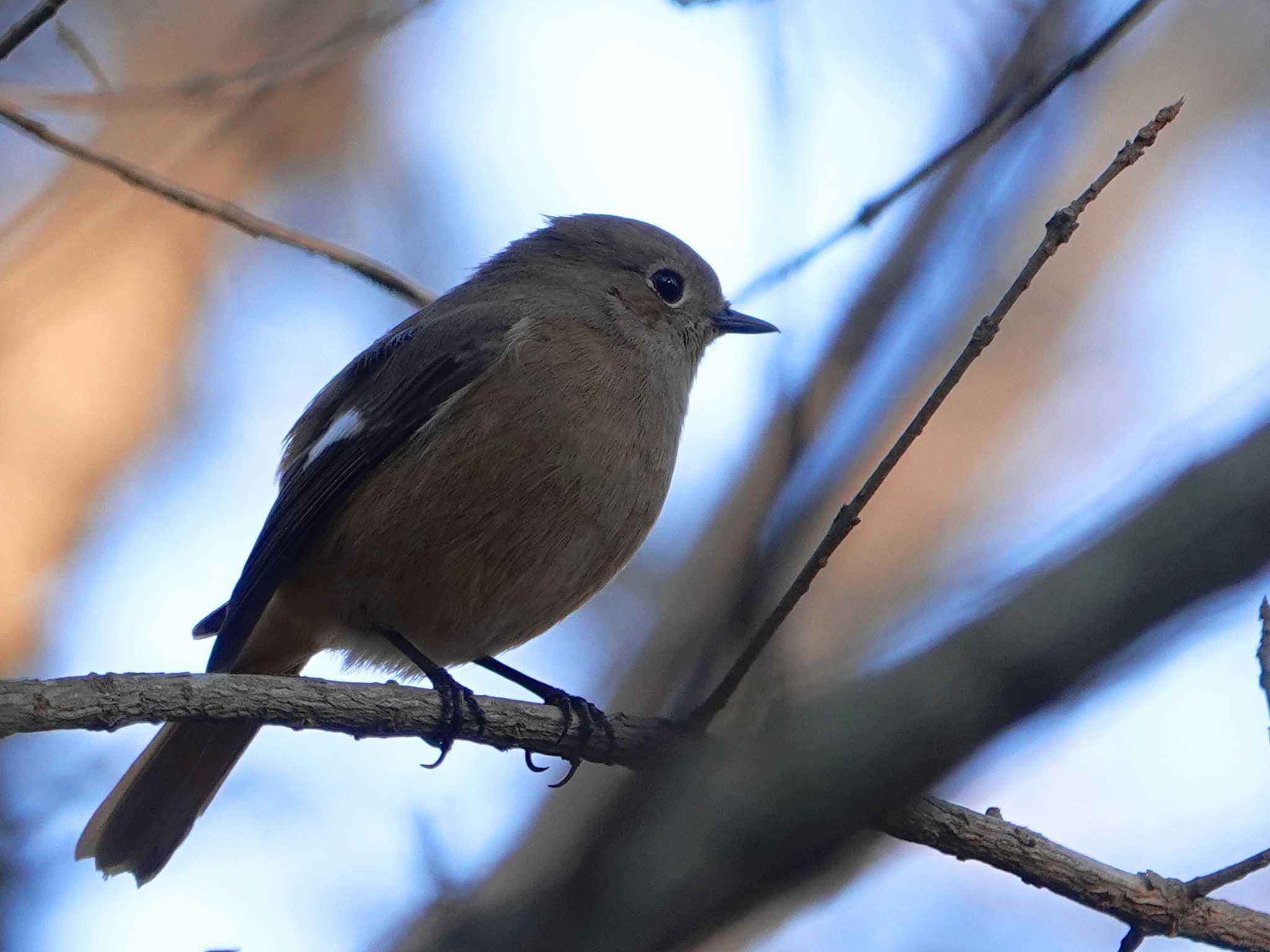 Photo of Daurian Redstart at 立田山 by dalidalida