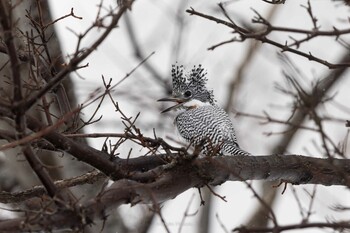 2021年12月30日(木) 遠音別橋の野鳥観察記録