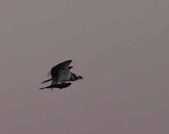 Osprey 富士川河口 Mon, 1/3/2022