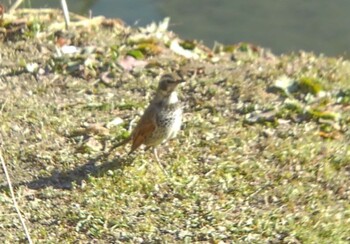 2022年1月8日(土) 埼玉県の野鳥観察記録